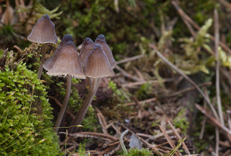 Mycena silvae-nigrae